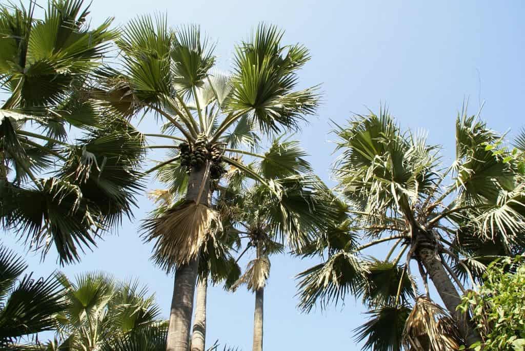 palm tree 239855 1280 - Herfstvakantie zon bestemmingen om lekker te ontspannen