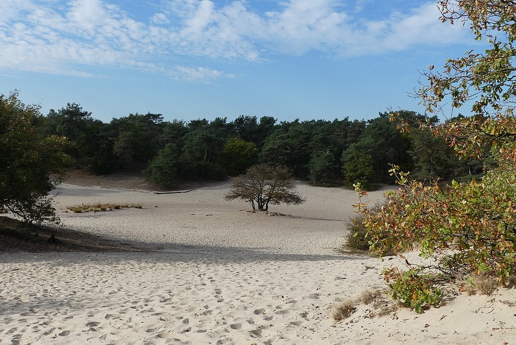1loonse drunense duinen wikimedia - Dit zijn alle 21 Nationale Parken in Nederland! | Mooiste Natuur in Nederland