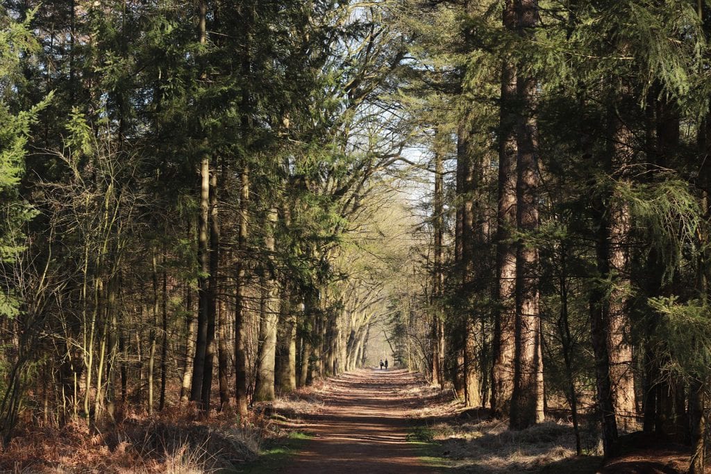 De 18 mooiste plekken in Noord-Brabant voor een dagje uit! mastbos pixabay 1024x682 - De 18 mooiste plekken in Noord-Brabant voor een dagje uit!